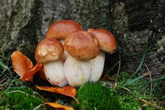 Funghi