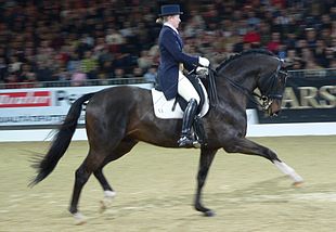 Dressage